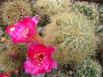 Sulcorebutia patricii