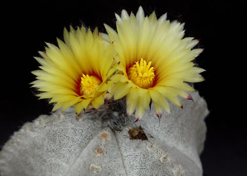 Astrophytum coahuilense