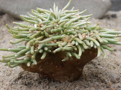 Avonia quinaria ssp