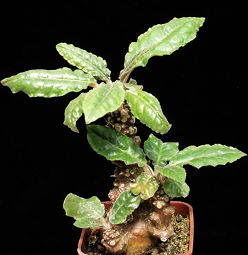 Dorstenia crispa