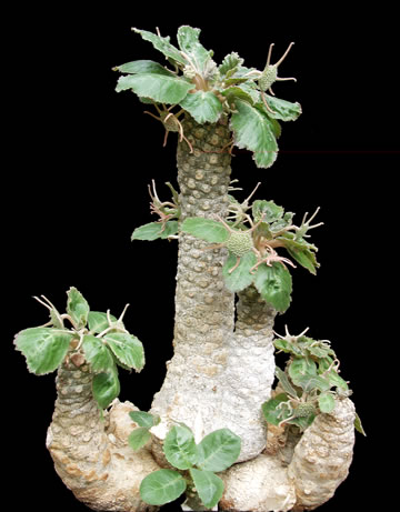 Dorstenia foetida