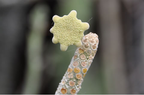 Dorstenia gigas - květenství