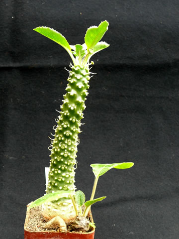 Dorstenia spec. BL 751, asi D. lockwoodii