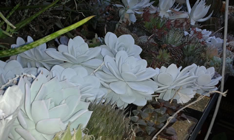 Echeveria laui