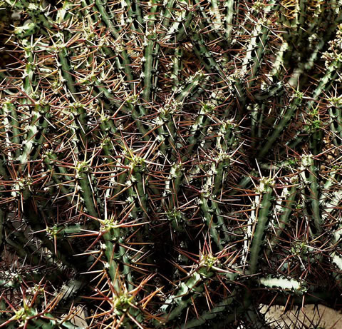 Euphorbia aeruginosa