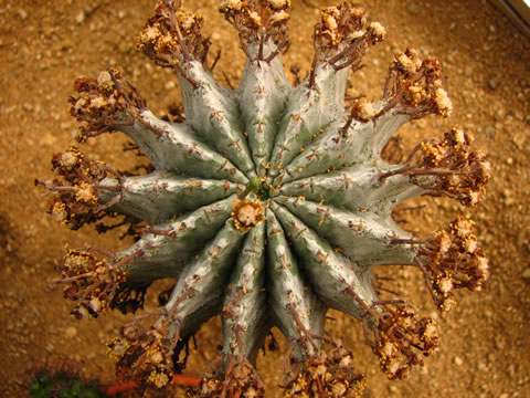 Euphorbia horrida