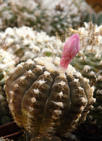 Gymnocalycium ragonesii - růzovy květ