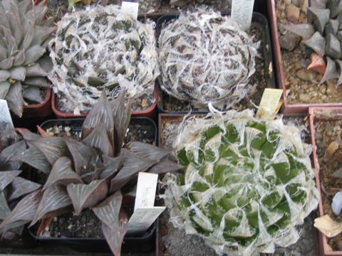 Haworthia semiviva