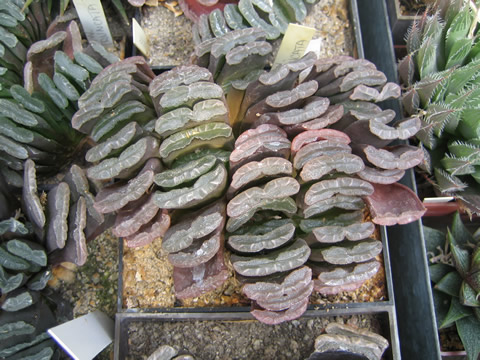 Haworthia truncata, 35 r.