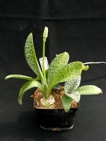 Ledebouria spec., Keňa