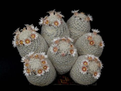 Mammillaria egregia