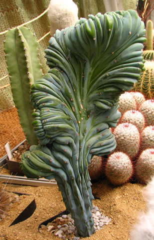 Myrtillocactus geometrizans f