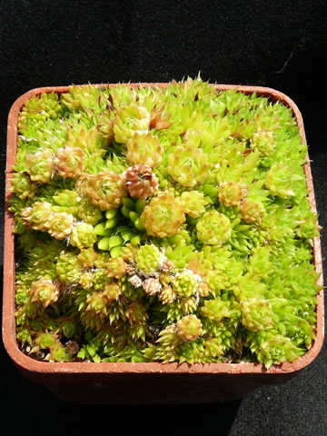 Orostachys minutus