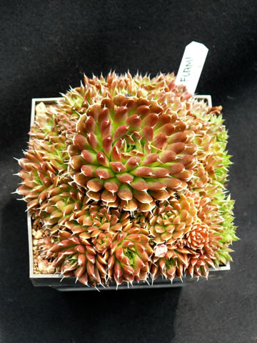 Orostachys spinosus ´Red Form´