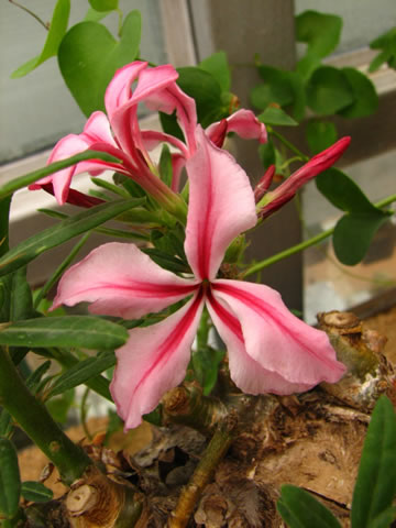 Pachypodium succulentum