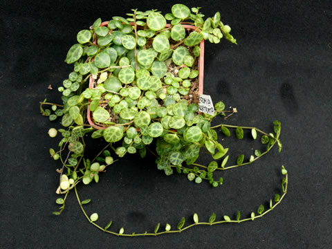 Peperomia prostrata