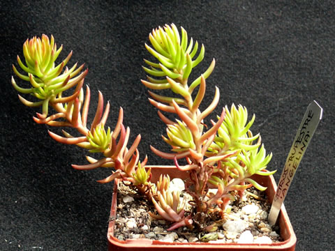 Petrosedum rupestre Angelina