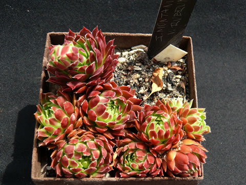 Sempervivum montanum f. rubrum