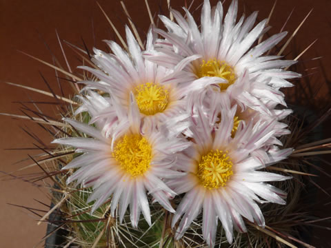 Thelocactus lausseri