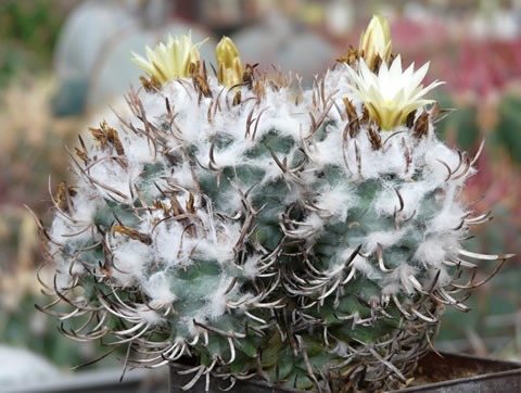 Turbinicarpus flaviflorus