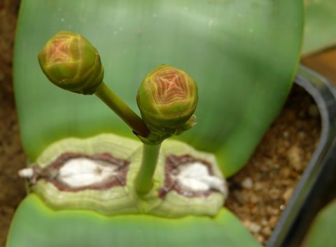 Welwitschia mirabilis, samičí květenství (15 let stará rostlina)