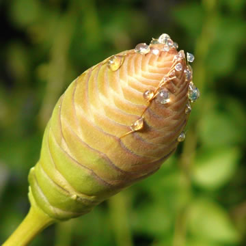 Welwitschia mirabilis, detail samičího květenství