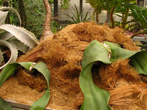 Welwitschia mirabilis