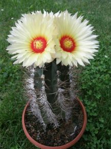 Astrophytum CAP-AS