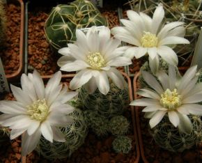 Gymnocalycium bruchii