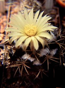 Coryphantha sulcolanata