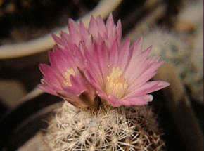 Gymnocactus sp.