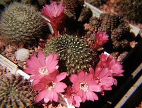 Rebutia sp.