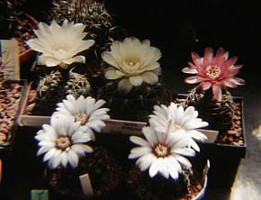 Skupina kvetoucch gymen