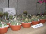 Výstava kaktusů a sukulentů 2008