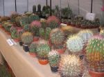 Výstava kaktusů a sukulentů 2008