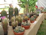 Výstava kaktusů a sukulentů 2009