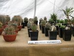 Výstava kaktusů a sukulentů 2009