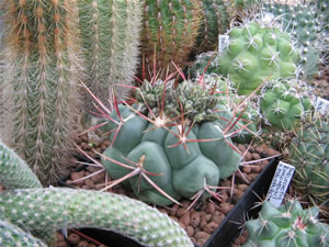 Thelocactus hexaedrophorus