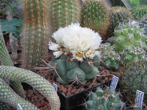 Thelocactus hexaedrophorus