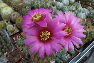 kvt Echinocereus